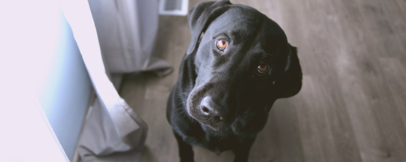 black lab staring up at person not visible